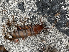Scolopendra subspinipes