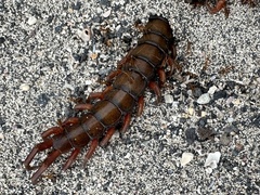 Scolopendra subspinipes