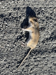 Peromyscus sonoriensis