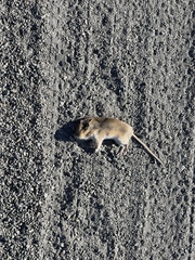Peromyscus sonoriensis
