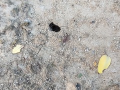Trachymyrmex desertorum