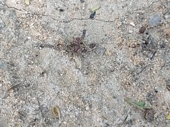 Trachymyrmex desertorum