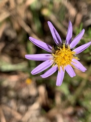 Ionactis linariifolia