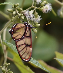 Dircenna adina xanthophane