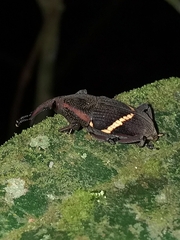 Cactophagus rectistriatus