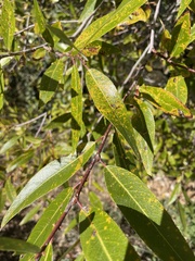 Salix laevigata