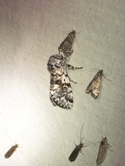 Panthea acronyctoides