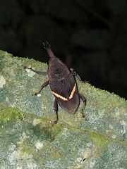 Cactophagus rectistriatus