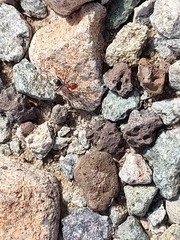 Myrmecocystus placodops