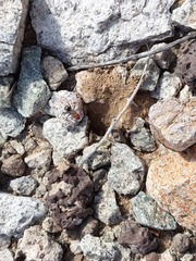 Myrmecocystus placodops