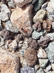 Myrmecocystus placodops