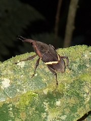 Cactophagus rectistriatus