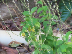 Petiveria alliacea