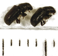 Stenoscelis hylastoides