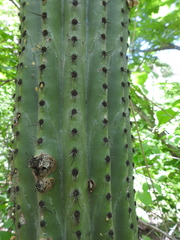 Stenocereus thurberi