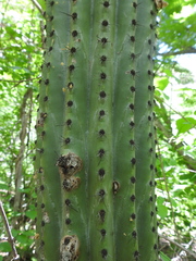 Stenocereus thurberi