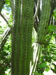 Stenocereus thurberi