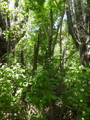 Stenocereus thurberi