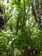 Stenocereus thurberi