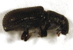 Stenoscelis hylastoides