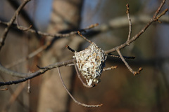Vireo solitarius