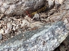 Trachymyrmex desertorum