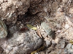Trachymyrmex desertorum