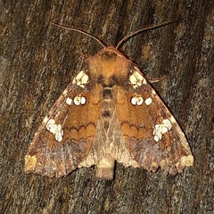 Papaipema marginidens