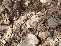 Trachymyrmex desertorum
