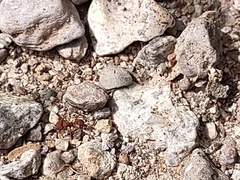 Trachymyrmex desertorum