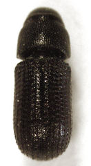 Stenoscelis hylastoides