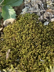 Lewinskya