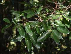 Huberantha nitidissima