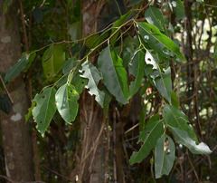 Celtis paniculata