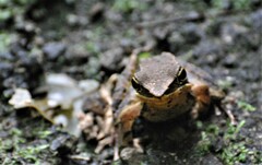 Lithobates warszewitschii