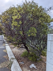 Arctostaphylos densiflora
