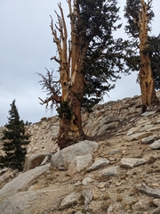 Pinus albicaulis