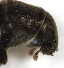 Stenoscelis hylastoides