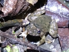 Limnonectes fujianensis