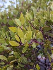 Arctostaphylos densiflora