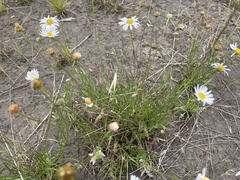 Brachyscome dentata