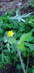Ranunculus diffusus