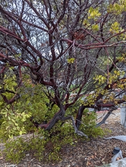 Arctostaphylos densiflora