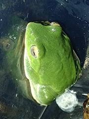 Zhangixalus taipeianus