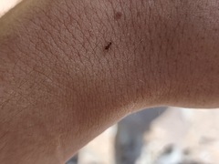 Cyphomyrmex wheeleri