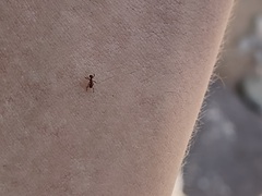 Cyphomyrmex wheeleri