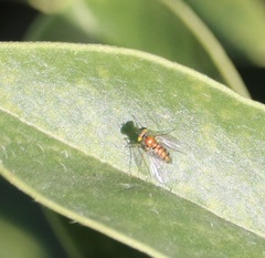 Condylostylus caudatus