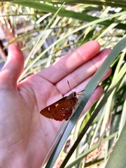 Trapezites symmomus