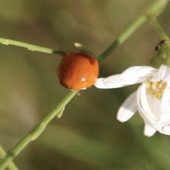Cycloneda sanguinea