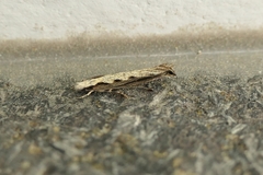 Erechthias fulguritella